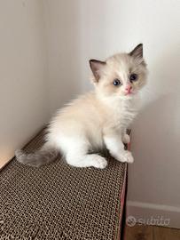 Cucciolo Ragdoll pedigree