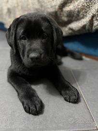 Labrador