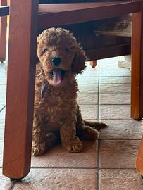 Barboncino cuccioli