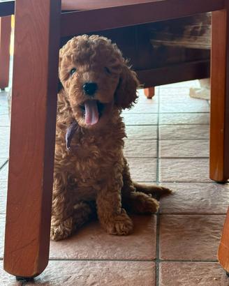 Barboncino cuccioli