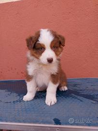Cucciolo pastore australiano