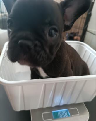 Bulldog francese cucciolo