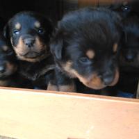 Cuccioli Rottweiler