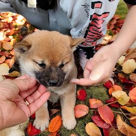 Shiba inu Pedigree ENCI