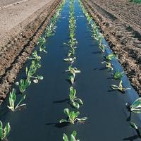 Pacciamatura prestampata 1,20 mt 100 mt telo ne