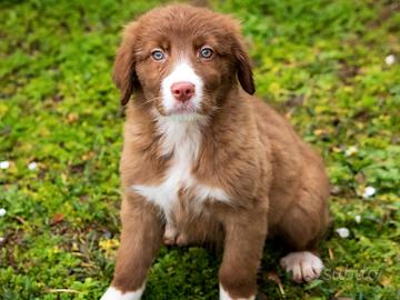 Cuccioli Golden Border collie