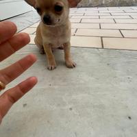 Cuccioli di chihuahua toy e mini toy