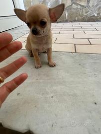 Cuccioli di chihuahua toy e mini toy