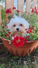 Maltese pedegree enci linea coreana