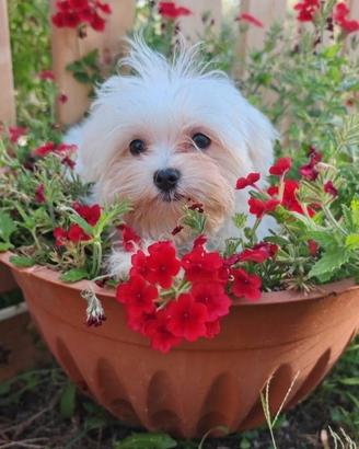 Maltese pedegree enci linea coreana