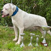 American bulldog standard type