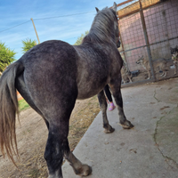 Puledro percheron