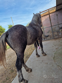 Puledro percheron