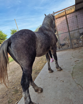 Puledro percheron