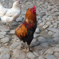 Vendita gallo olive egger