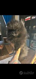 Cucciola Spitz di Pomerania