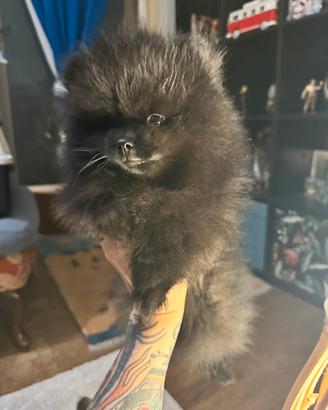Cucciola Spitz di Pomerania