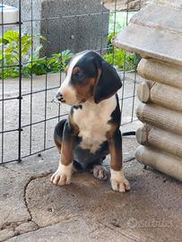Cuccioli segugio serbo tricolore