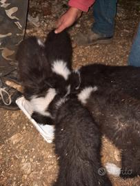 border collie