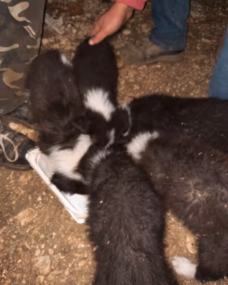 border collie