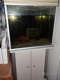 acquario 