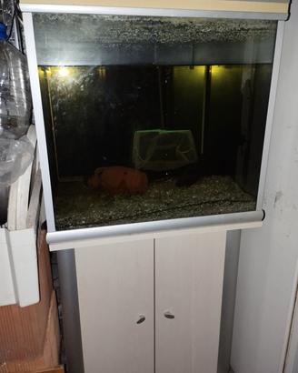 acquario 