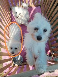 Mini maltese