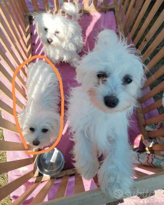 Mini maltese