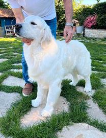 Cuccioli disponibili di Golden Retriever