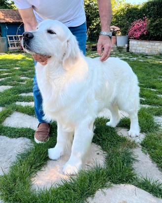 Cuccioli disponibili di Golden Retriever