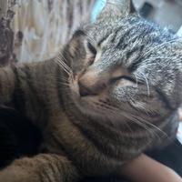 Do il gatto gratis a qualcuno che gli piacciono