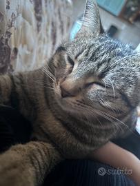 Do il gatto gratis a qualcuno che gli piacciono