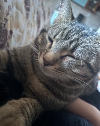 Do il gatto gratis a qualcuno che gli piacciono