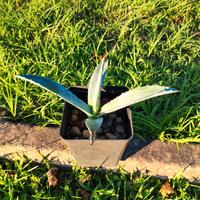 AGAVE BLU AMERICANA 