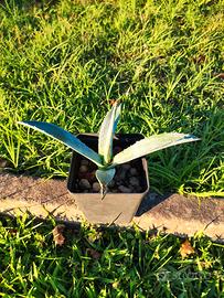 AGAVE BLU AMERICANA 