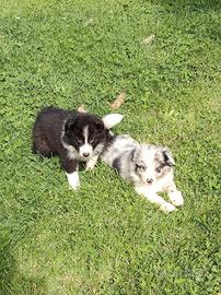Cuccioli pastore australiano australian