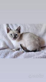 Gattina siamese