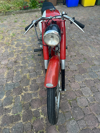 Capriolo turismo veloce