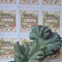 pianta grassa cactus 