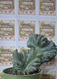 pianta grassa cactus 