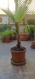 Palma Washington Robusta 