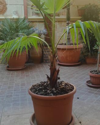 Palma Washington Robusta 