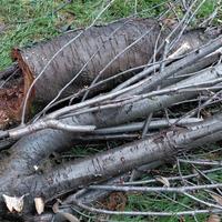 Legna di castagno e nocciolo