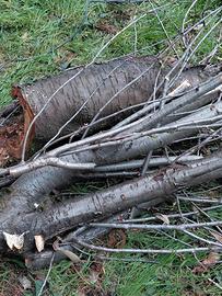 Legna di castagno e nocciolo