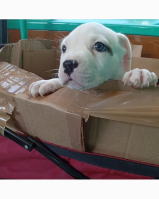 American pit bull