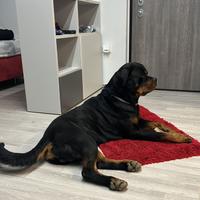 Rottweiler per monta