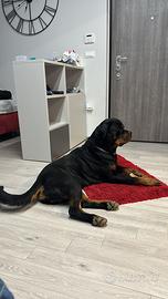 Rottweiler per monta