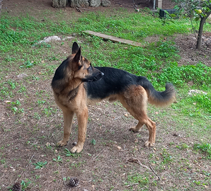 Pastore tedesco maschio 15 mesi