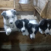 Cuccioli di Border Collie