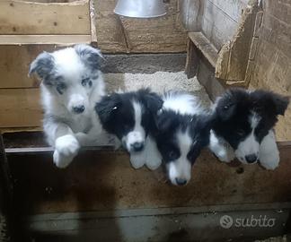 Cuccioli di Border Collie